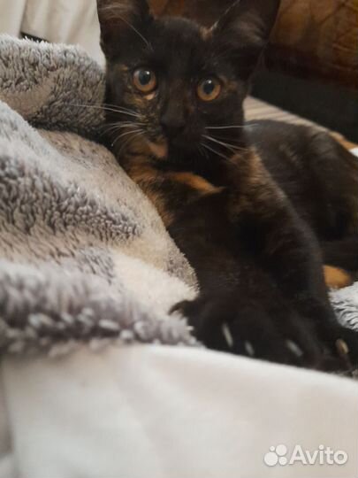 Котенок ищет дом