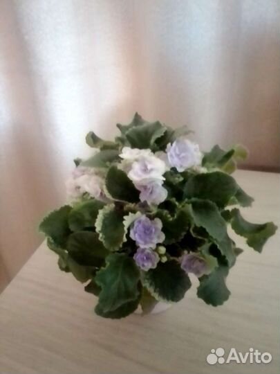 Фиалка сортовая