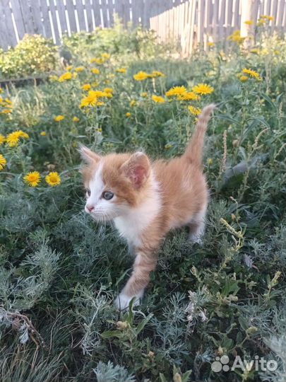 Котята в добрые руки бесплатно