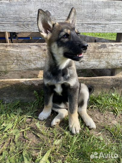 Лайка/ хаски