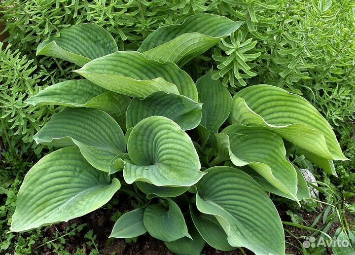 Многолетники: хосты, мох, маргаритки