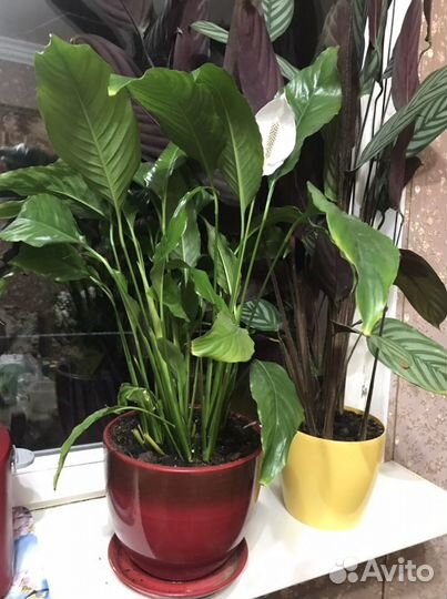 Спатифиллум женское счастье в керамическом горшке