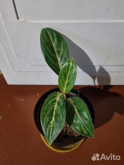 Аглаонема Персиковый жемчуг