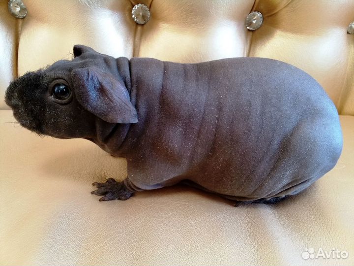 Морская свинки скинни с доставкой на адрес