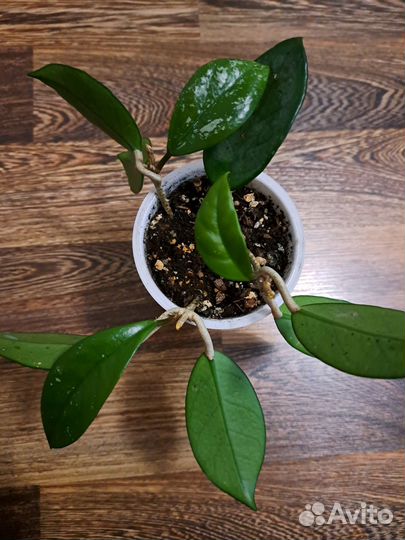 Хойя phuwuaensis