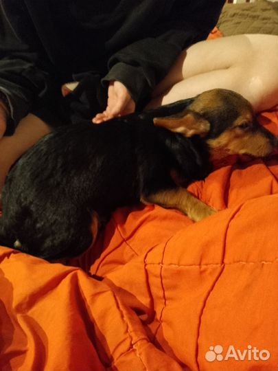 Двор терьер