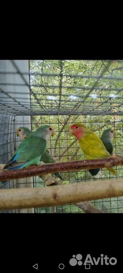 Попугайчики Неразлучники,Волнистые