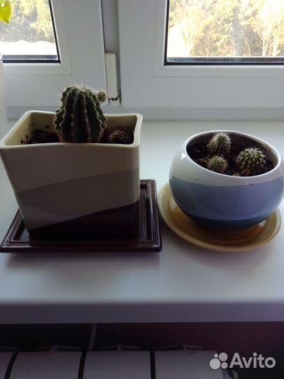 Кактусы в керамическом горшке