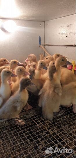 Цыплята и индюшата суточные разных пород