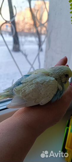 Волнистый попугай ввп чех