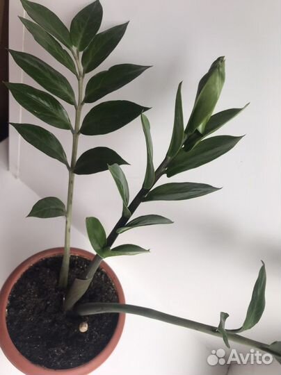 Замиокулькас