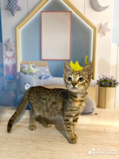 Котик и кошечка Ким и Лана