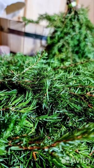 Можжевельник. Можжевеловый веник для бани