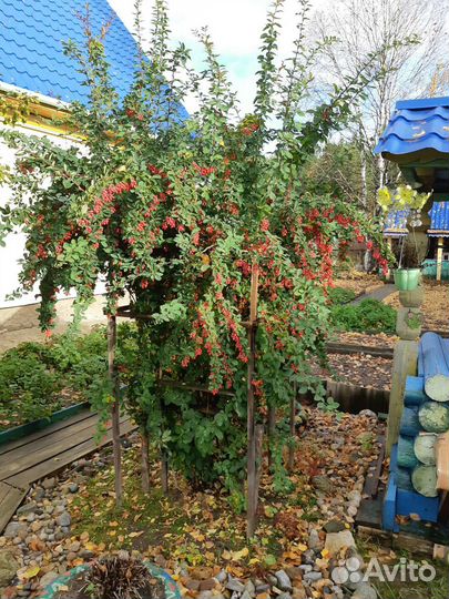 Барбарис, Семена: 