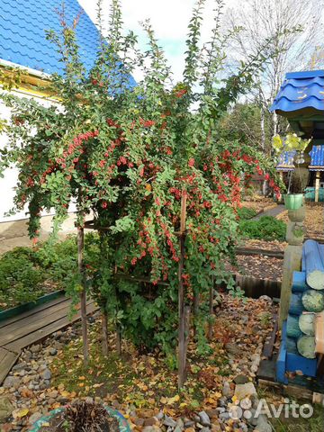 Барбарис, Семена: 