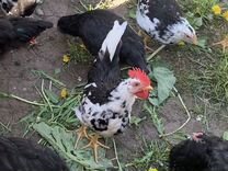 Цыплята петушки Леггорн далматинец (мраморный)