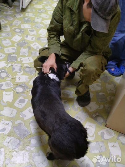 Собака овчарка метис