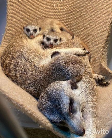 Семья сурикатов