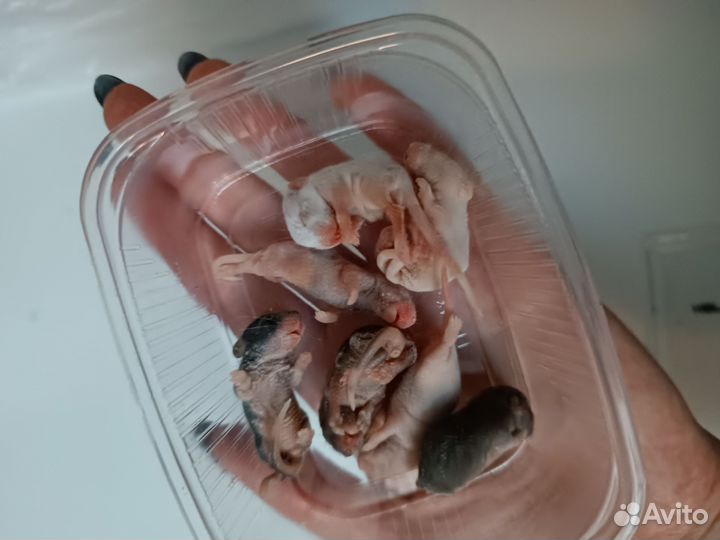 Кормовые мыши замороженные