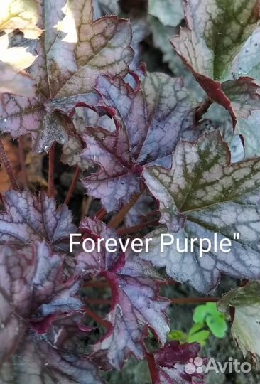 Гейхеры и гейхереллы