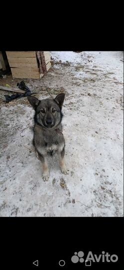 Отдам в добрые руки