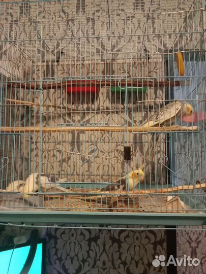 Птенцы корелла