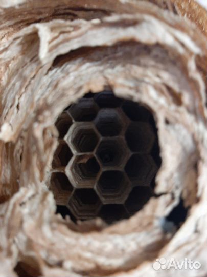 Улей (гнездо)шершней