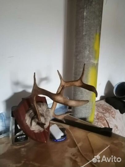 Продам рога оленя