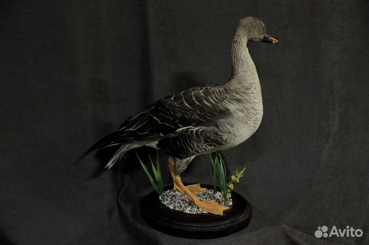 Чучело птицы Гусь (иммитация)