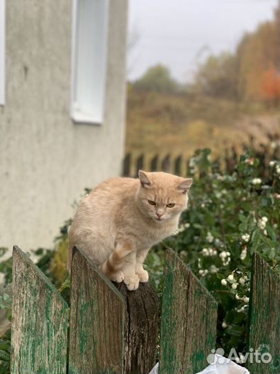 Котенок мальчик в добрые руки