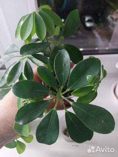 Комнатные цветы шефлера