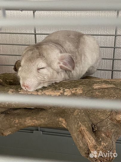 Шиншилла девочка