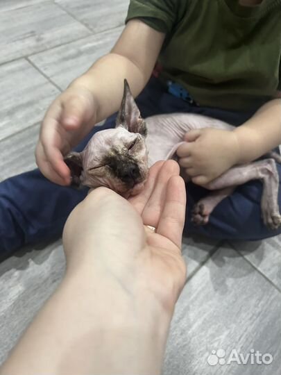 Канадский сфинкс котенок