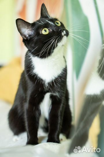 Ласковая кошечка Кася в дар