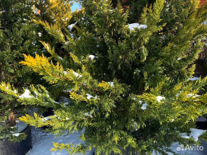 Купрессоципарис