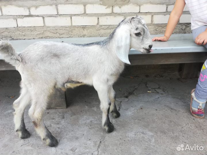 Коза нубийская