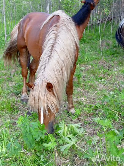 Жеребец тяжеловоз 6 лет