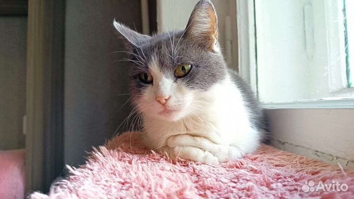 Кошка Фима в добрый дом. Стерилизована