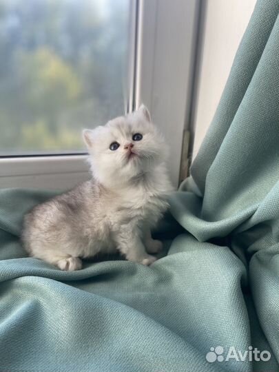 Кошка золотая шиншилла