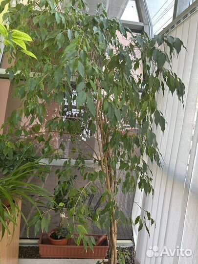 Фикус бенджамина большой