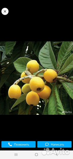 Мушмула,юка