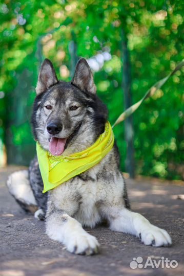 Собака Гром из приюта ищет семью