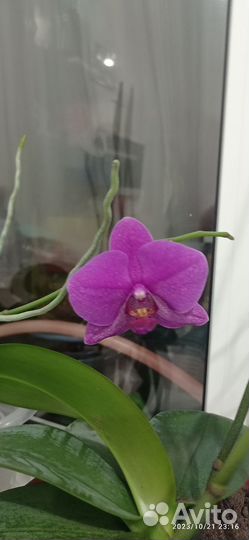 Орхидея фаленопсис