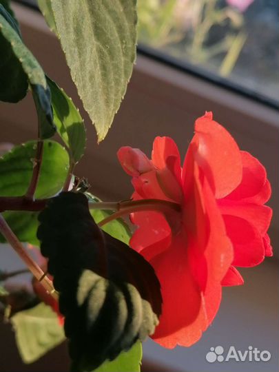 Бальзамин махровый