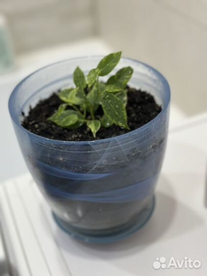 Фикус Кинки