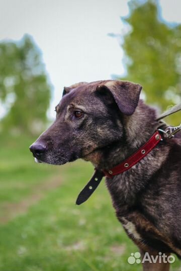 Собака в добрые руки отдам бесплатно