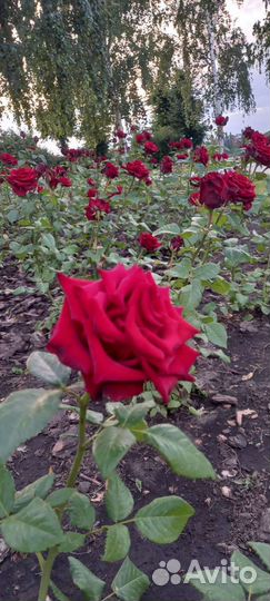 Саженцы роз зкс