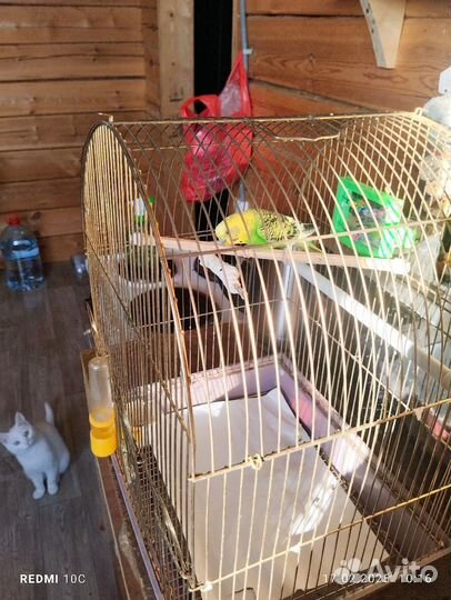 Волнистый попугай