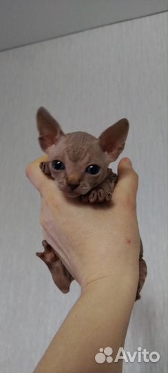 Канадский сфинкс котенок