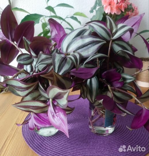 Традесканция зебрина